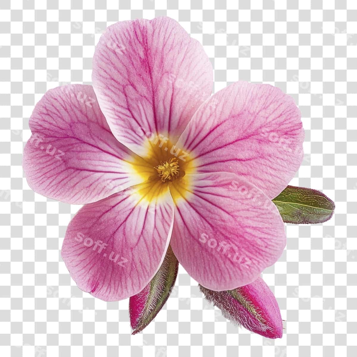 Png primrose gul fotografiyasi gullash | Png primrose flower photography blossom 1