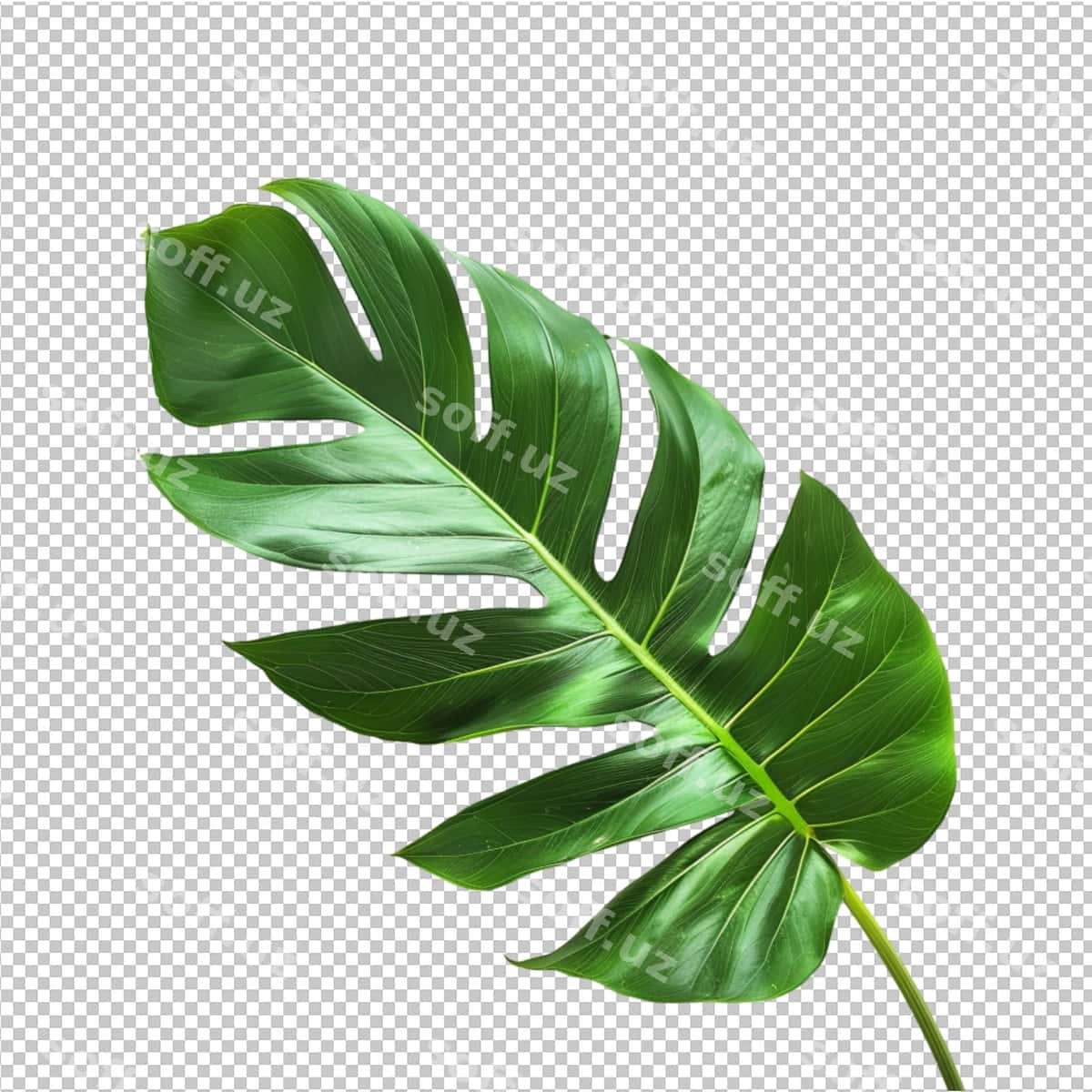 Png tropik dam olish foni | Png tropical leave background 1