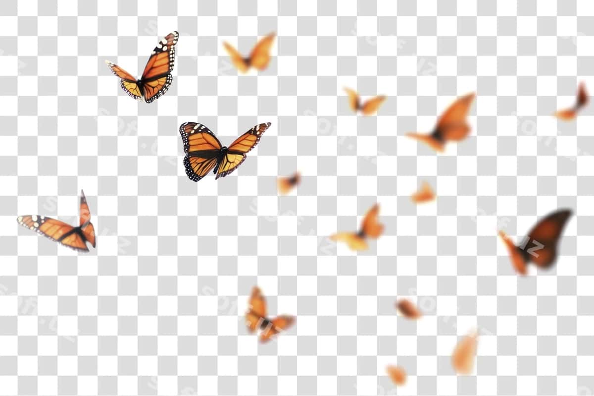 Png binofat monarx pepelotlari uchish | Png vibrant monarch butterflies flight 1