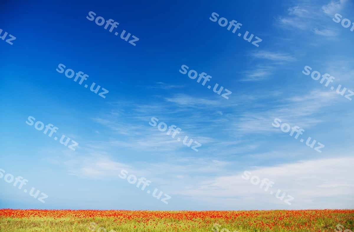 Sobir maydoni ko'k osmon orqali | Poppy field against blue sky 1