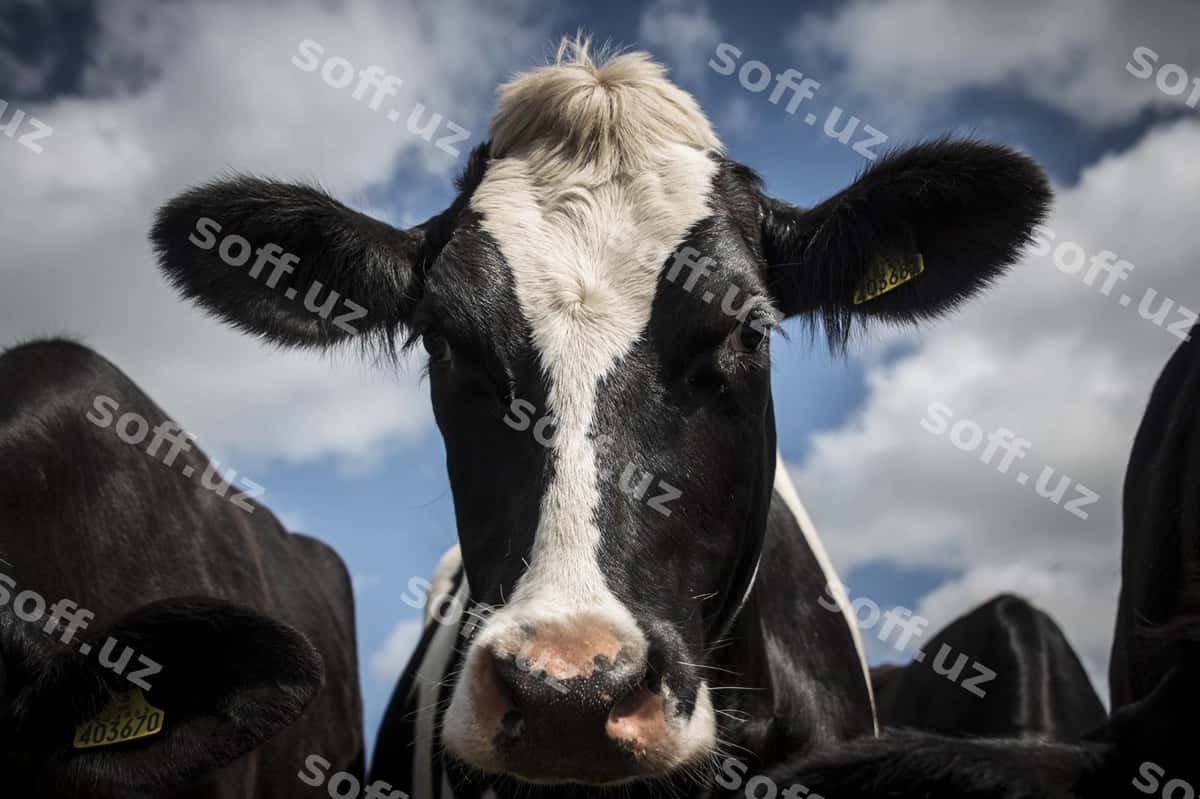 Portret so'moniy ko'regi against havola | Portrait cow against sky 1