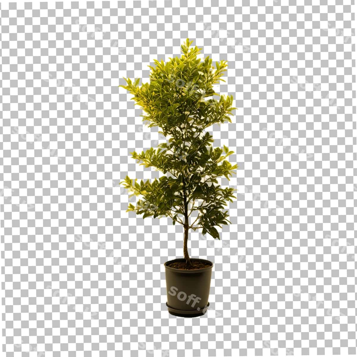 Qoshiqdagi yashil o'simlik shaffof orqa fonda | Potted green plant transparent background 1