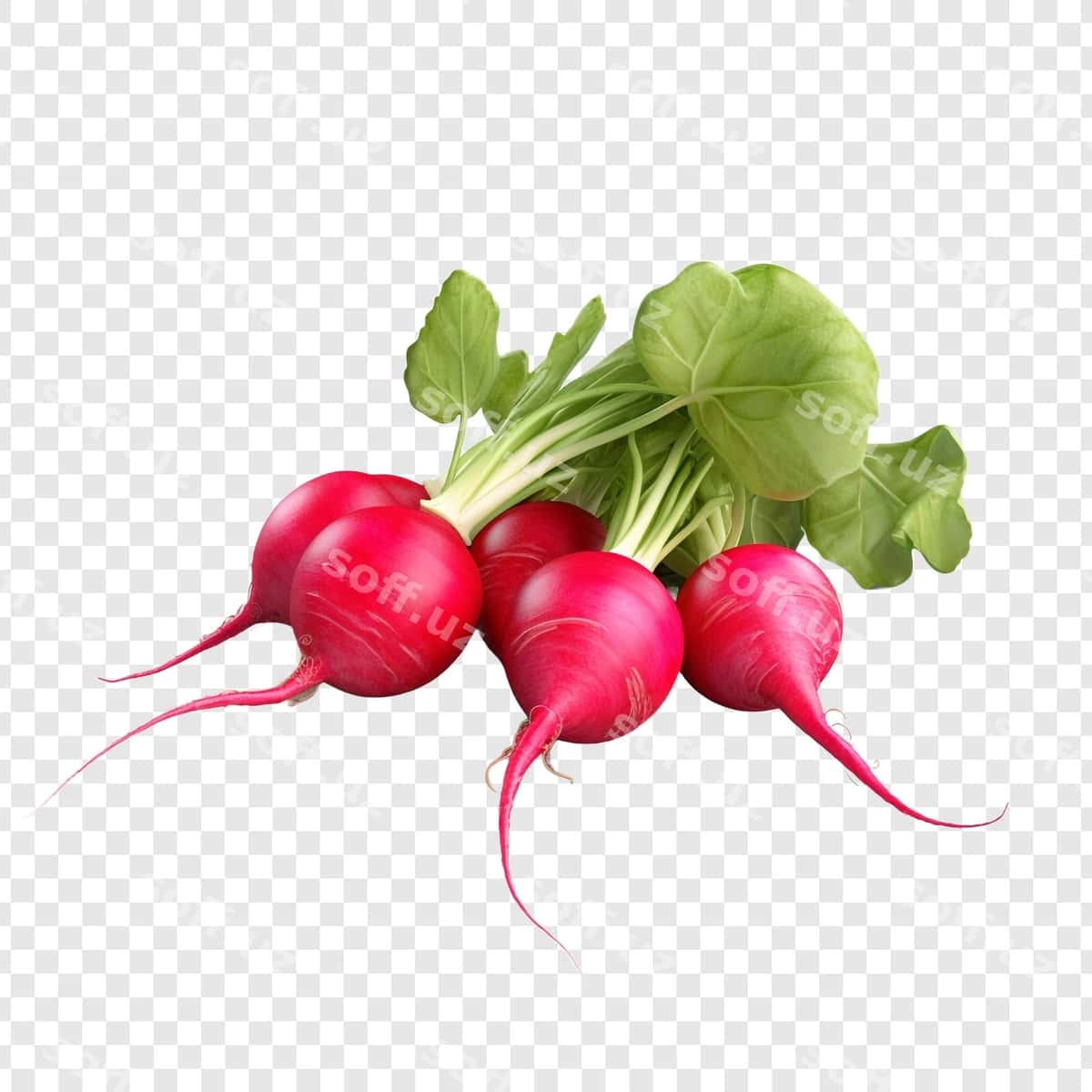 Radishlar shaffof fonda ajraltirilgan | Radishes isolated transparent background 1