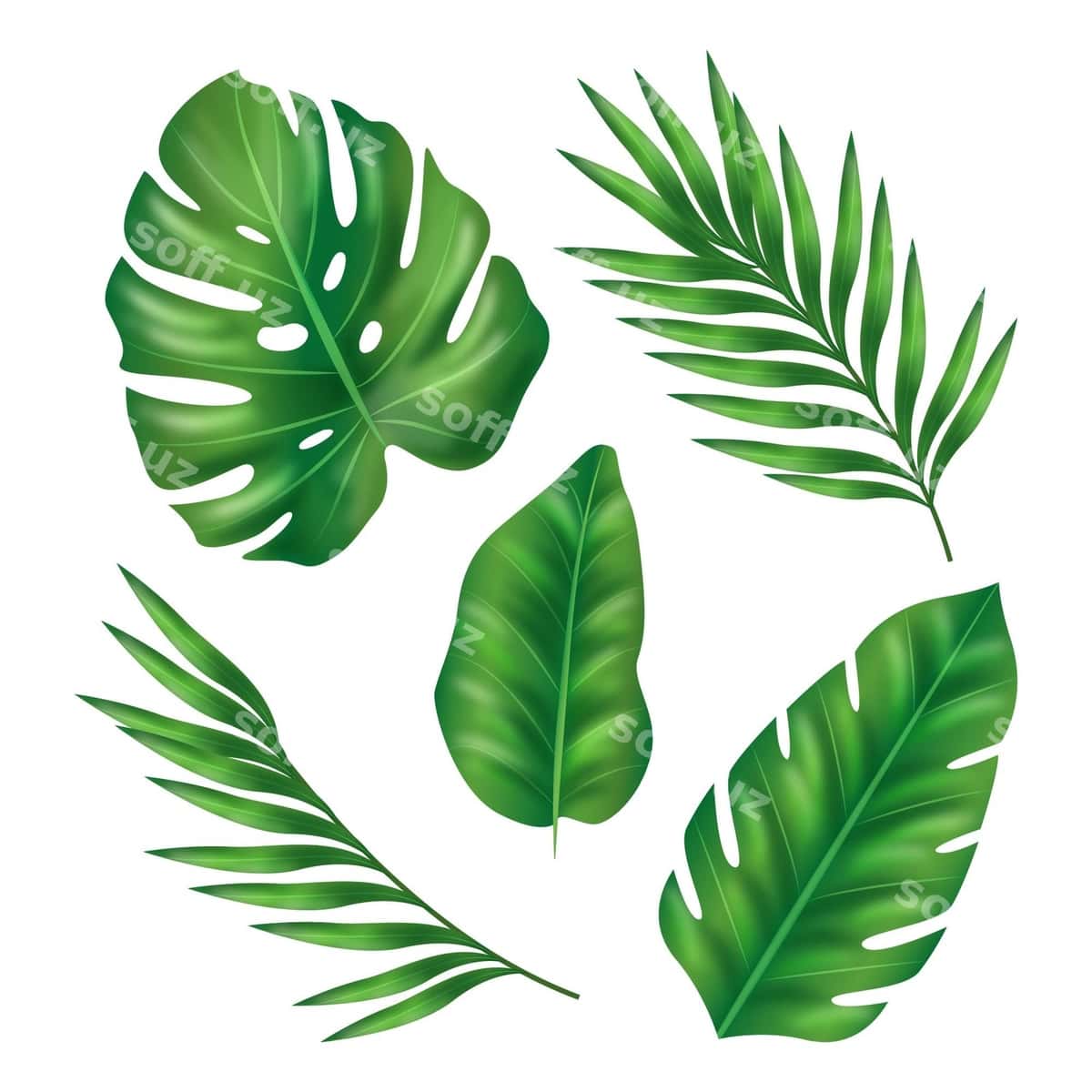 Haqiqiy yaproqchalar turli shakllarga ega. | Realistic leaves various shapes 1