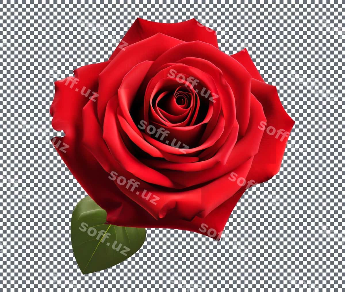 Qizil gul ajraltirilgan shaffof orqa fonda | Red rose isolated transparent background 1