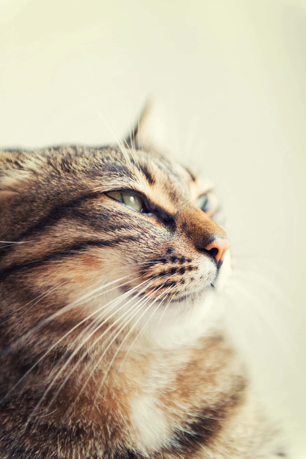 Tinchlantiruvchi mushuk | Relaxing cat 1