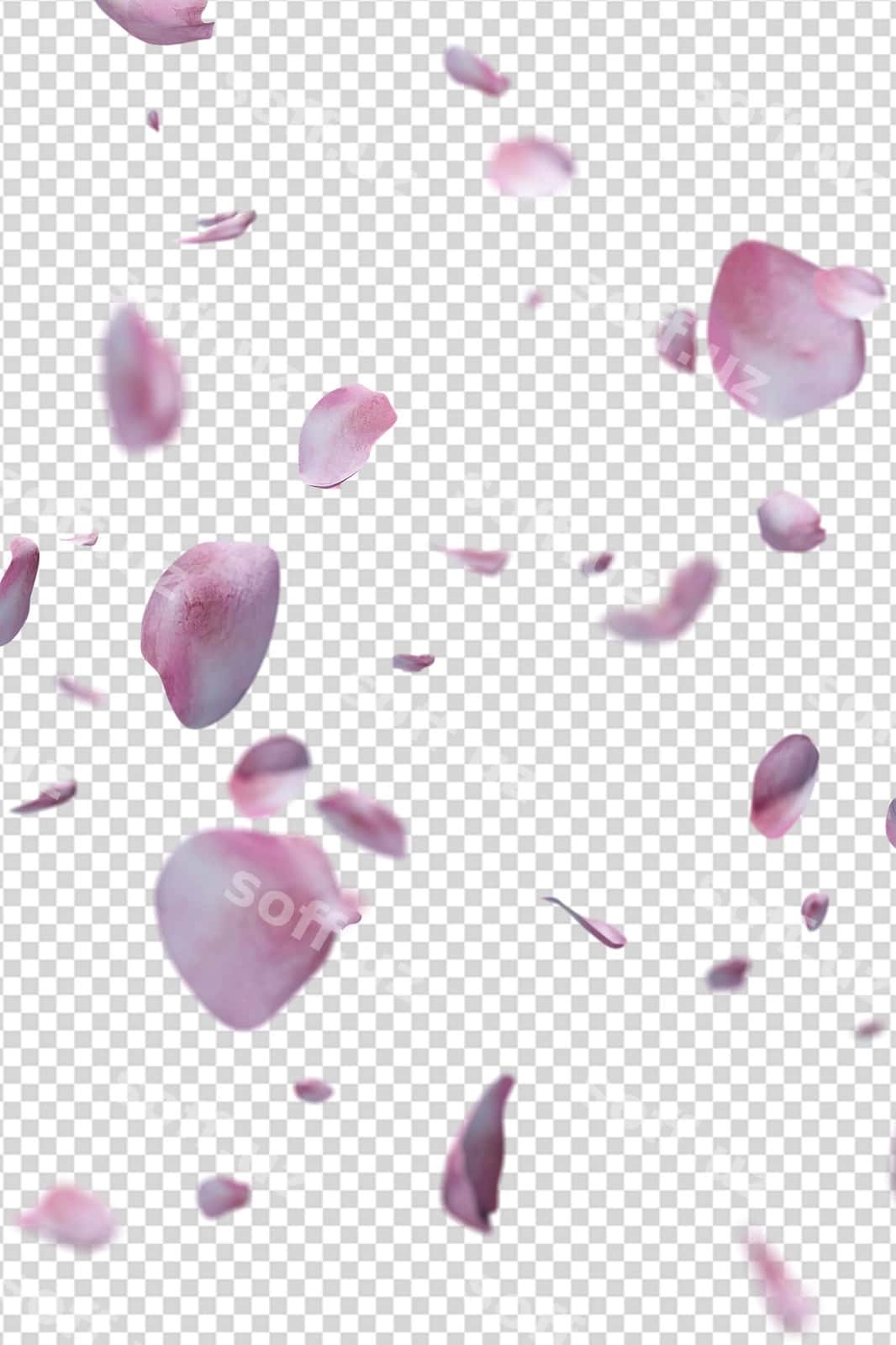 Gul murchilari uchish romantik qatlam | Rose petals flying romantic overlay 1