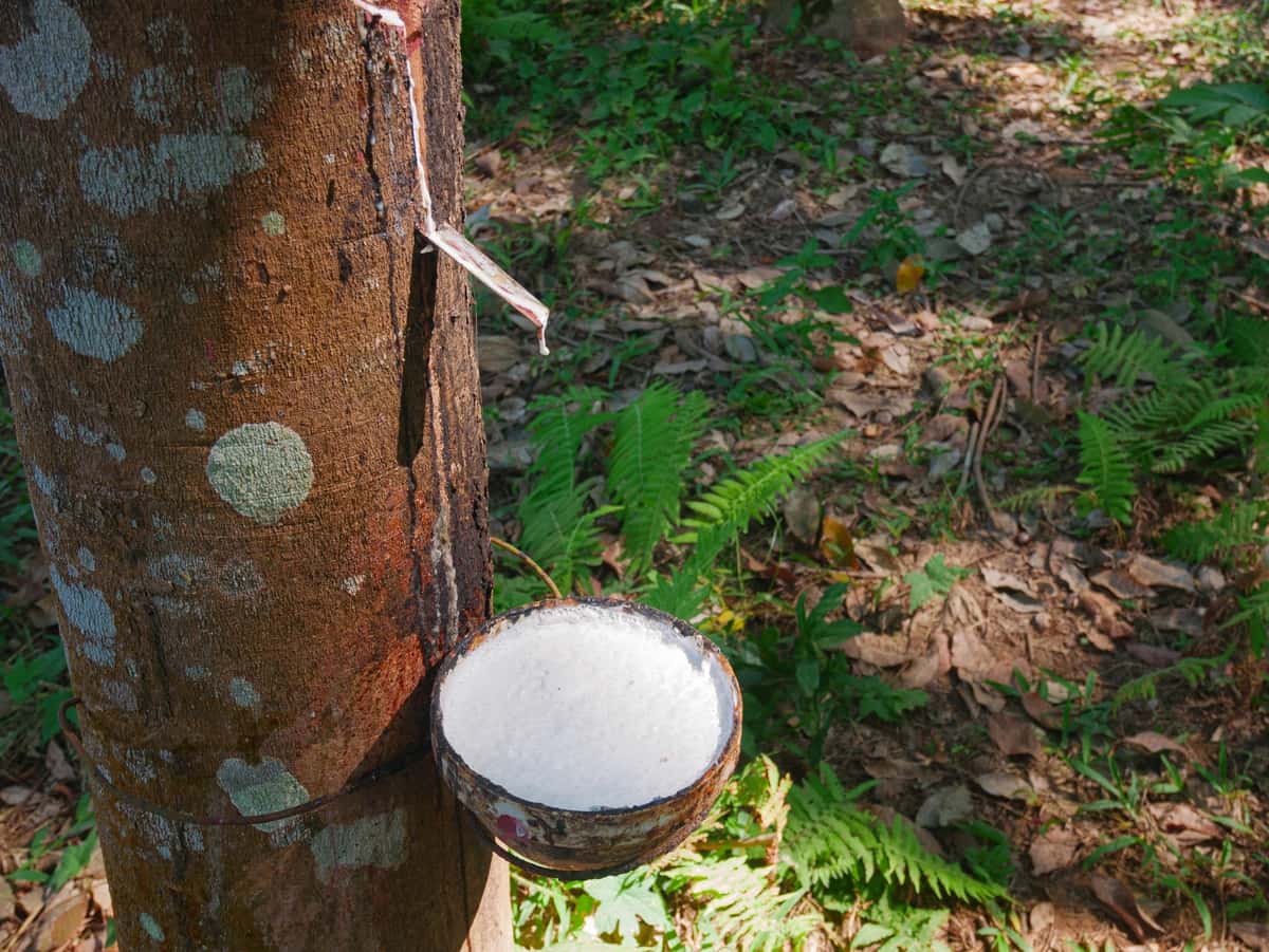 Lateks bilan to'ldirilgan kauchuk daraxt kosasi | Rubber tree bowl filled with latex 1