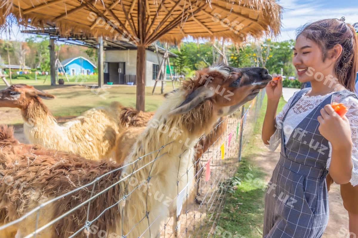 Tomon ko'rinishda ayol lama ni to'qatayotgan zoobog | Side view woman feeding llama zoo 1