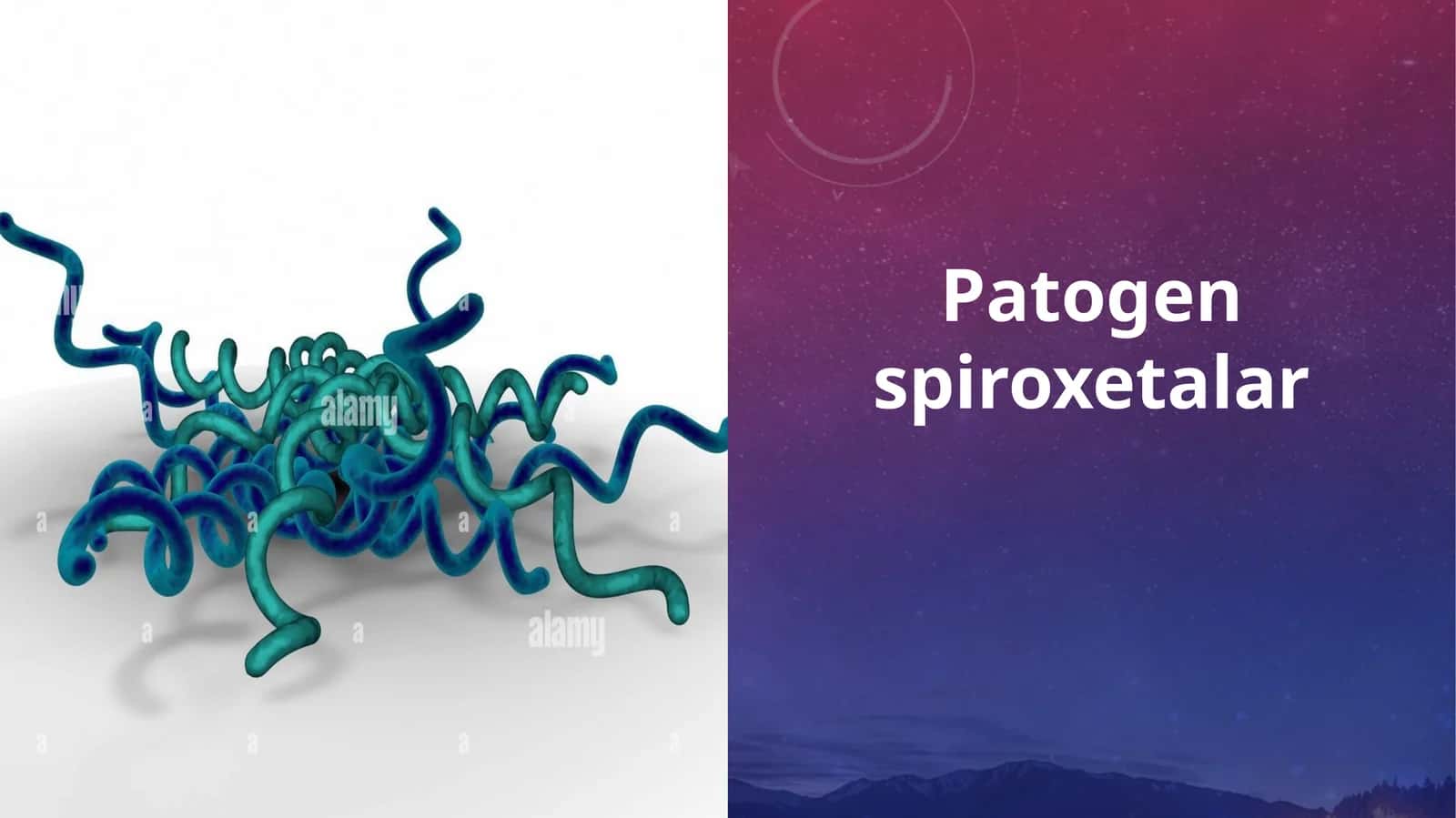 Patogen spiroxetalar 1