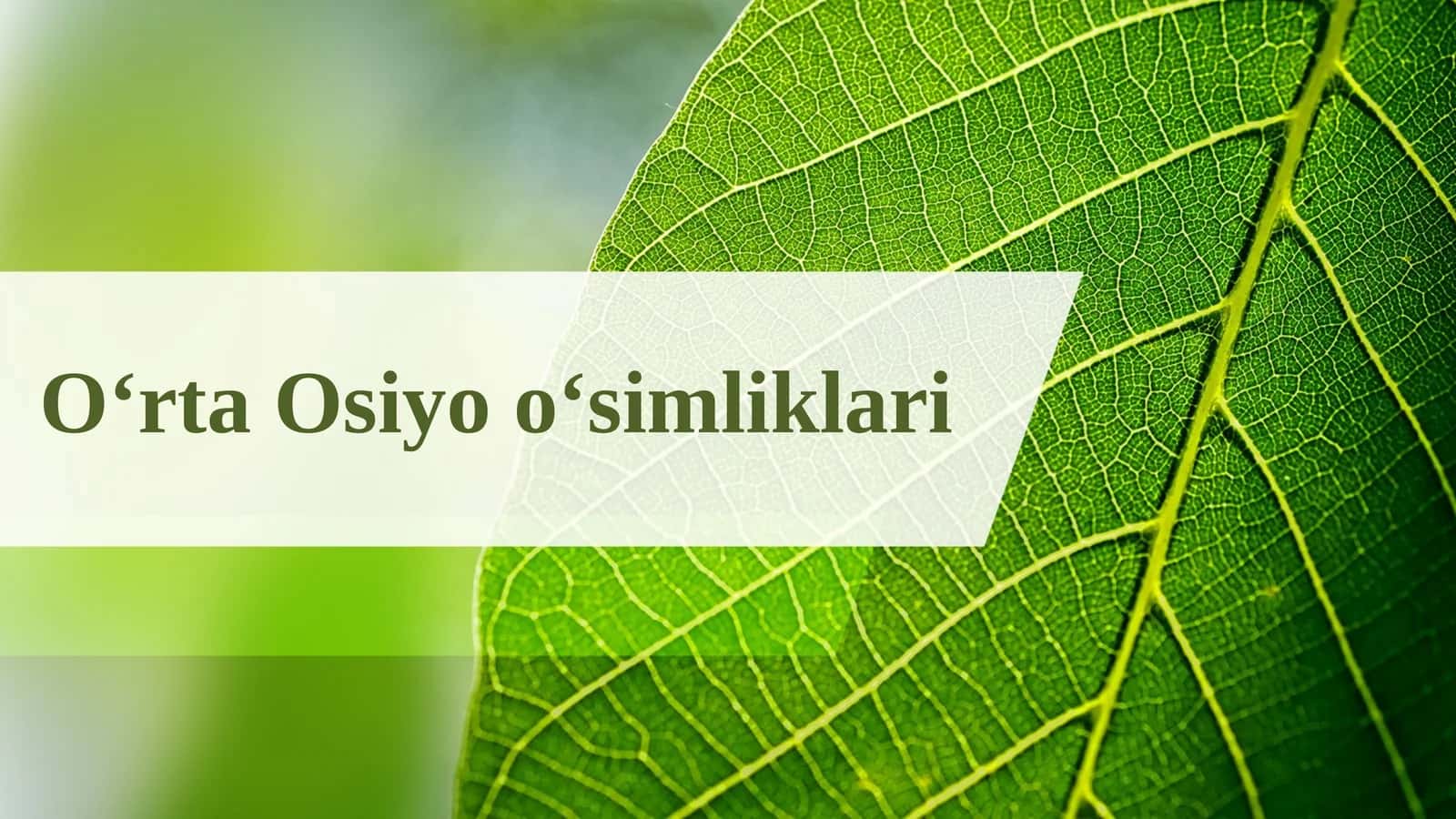 O‘rta Osiyo o‘simliklari 1