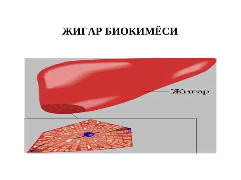 ЖИГАР БИОКИМЁСИ. 1