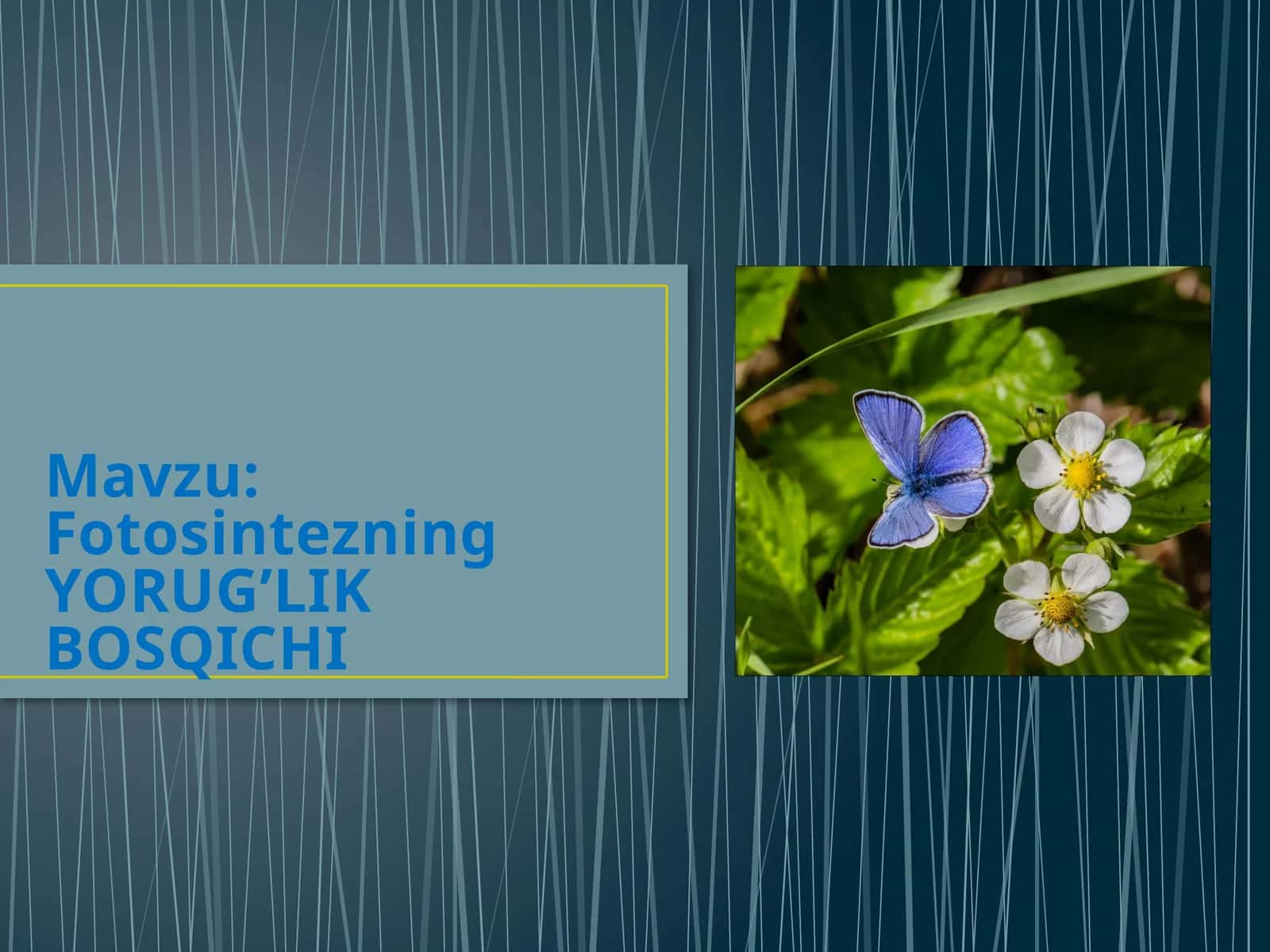 Fotosintezning YORUG’LIK BOSQICHI 1