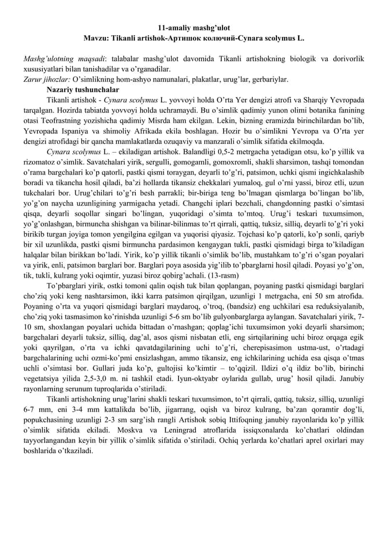 Tikanli artishok-Артишок колючий-Cynara scolymus L 1