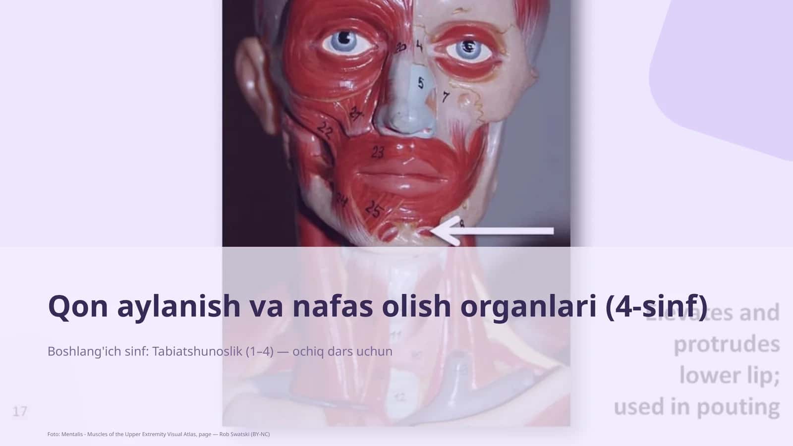 Qon aylanish va nafas olish organlari (4-sinf) 1