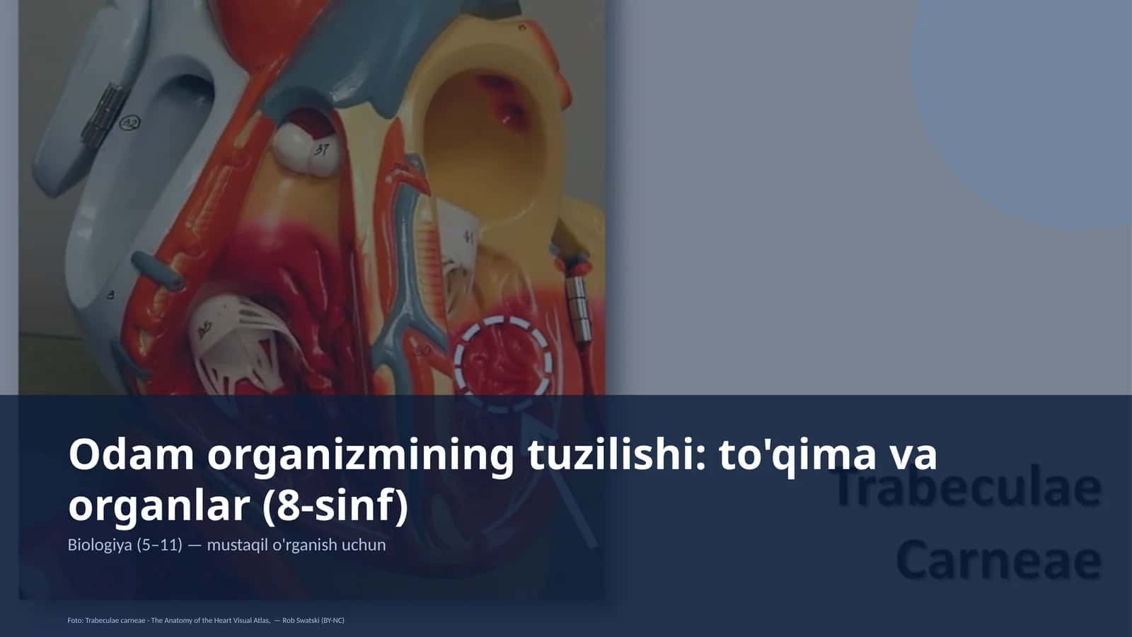 Odam organizmining tuzilishi: to'qima va organlar (8-sinf) 1