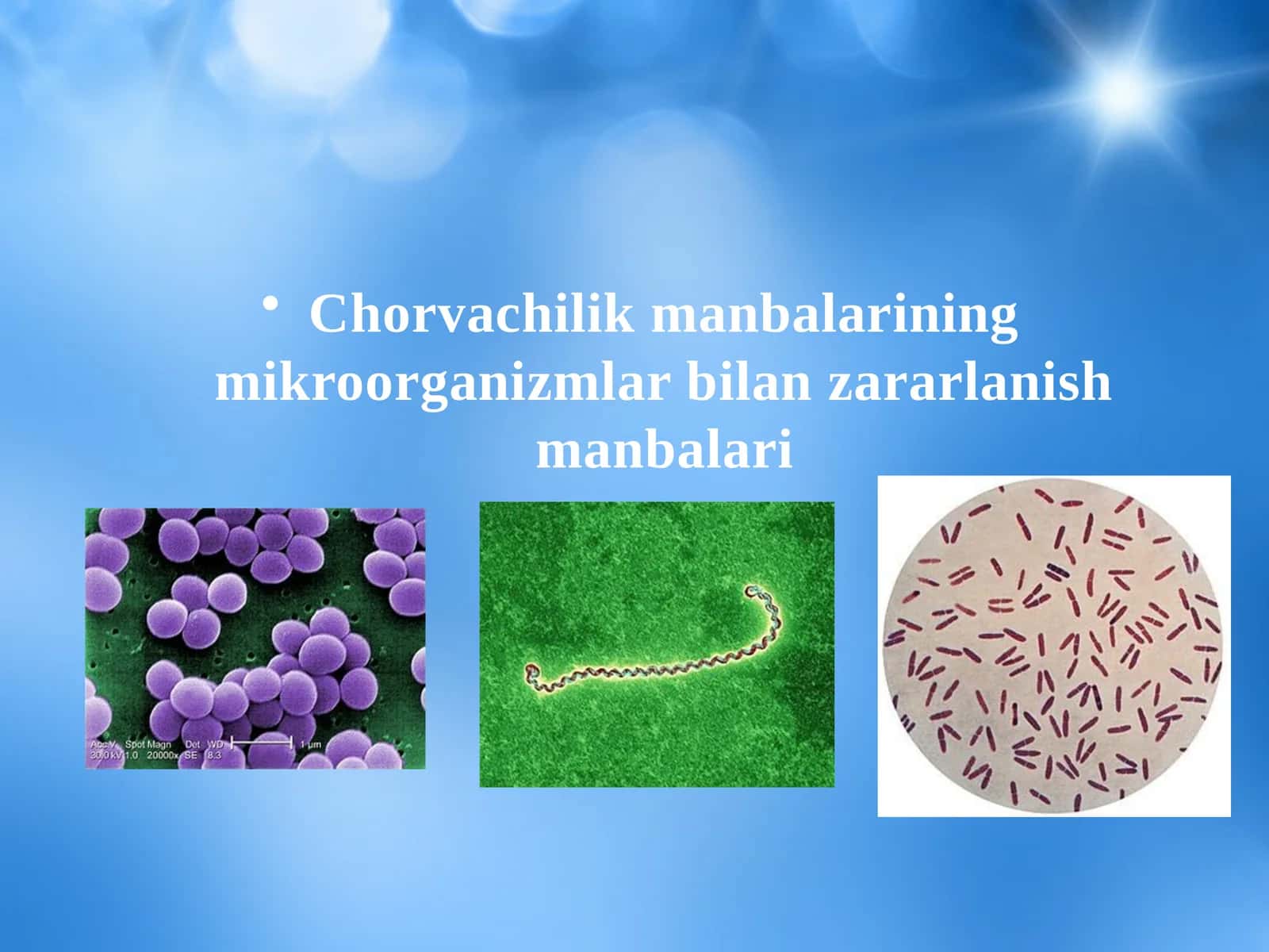 Chorvachilik manbalarining mikroorganizmlar bilan zararlanish manbalari 1