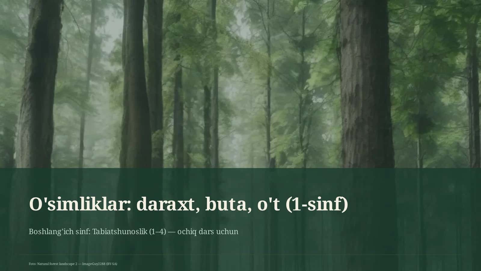 O'simliklar: daraxt, buta, o't (1-sinf) 1