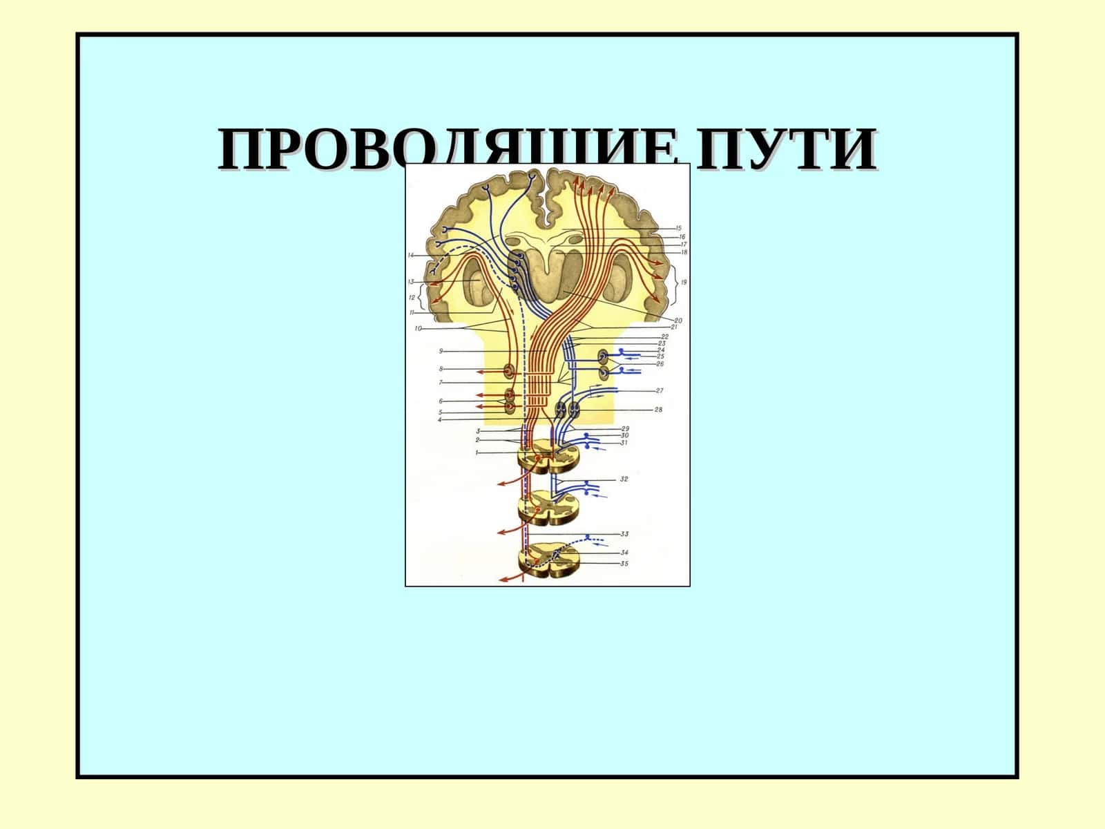 ПРОВОДЯЩИЕ ПУТИ 1