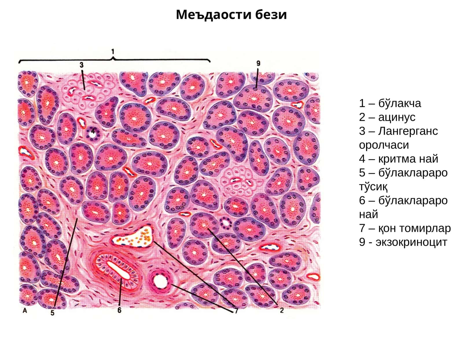 Меъдаостибези 1