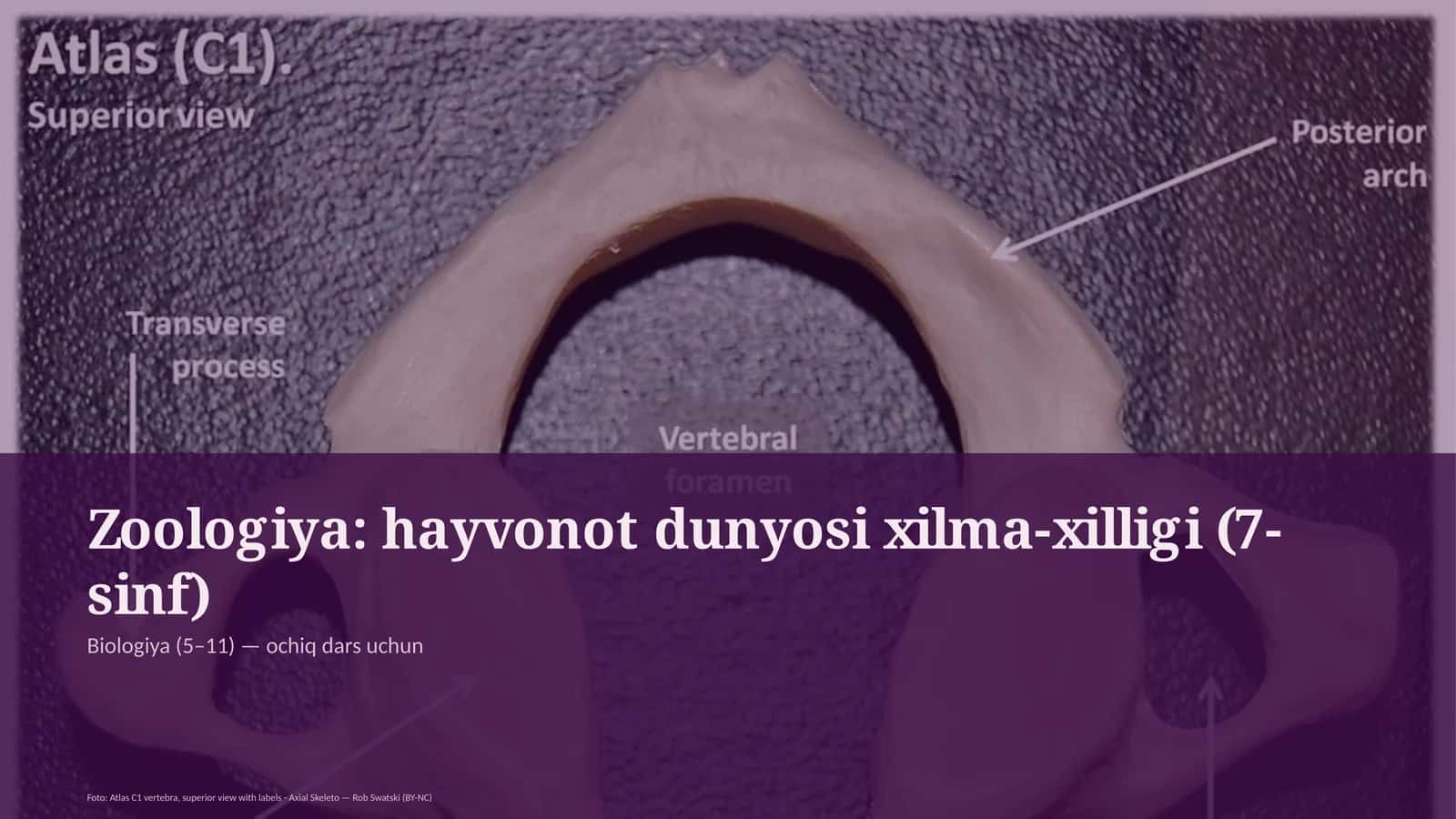 Zoologiya: hayvonot dunyosi xilma-xilligi (7-sinf) 1