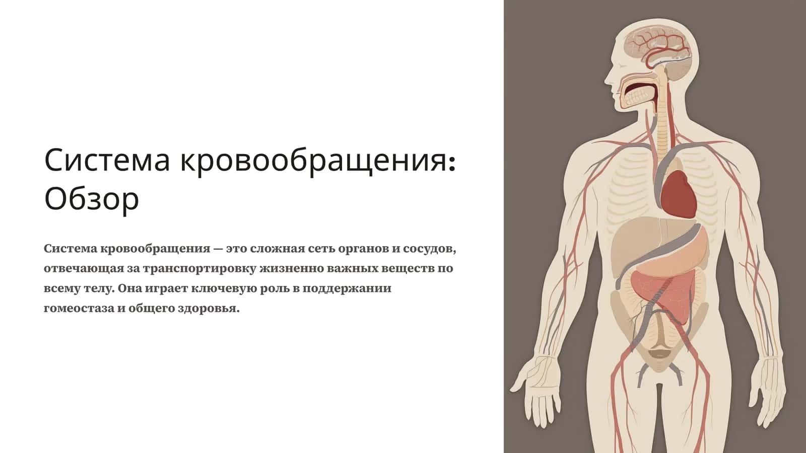 Система кровообращения: Обзор 1