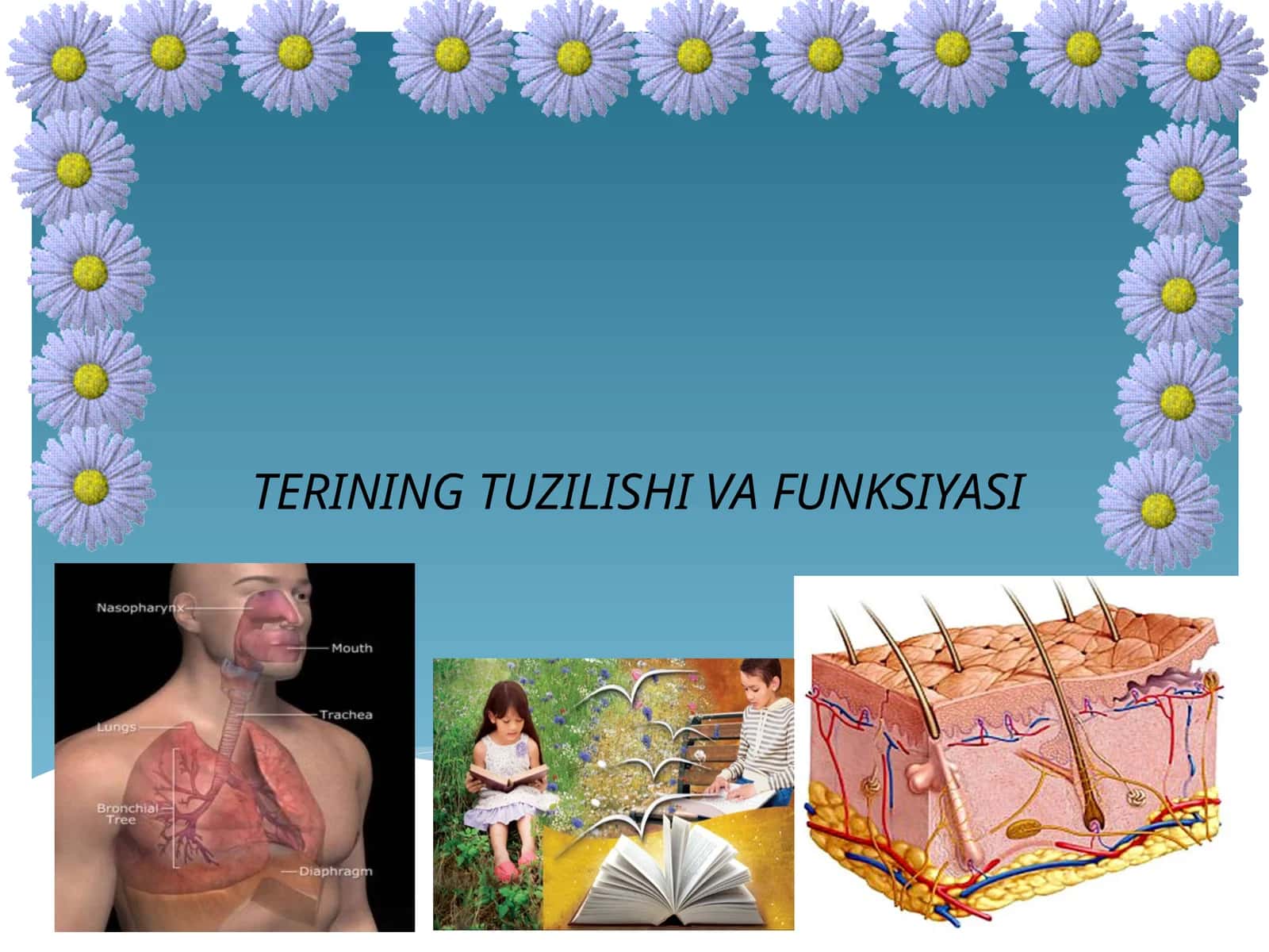TERINING TUZILISHI VA FUNKSIYASI 1