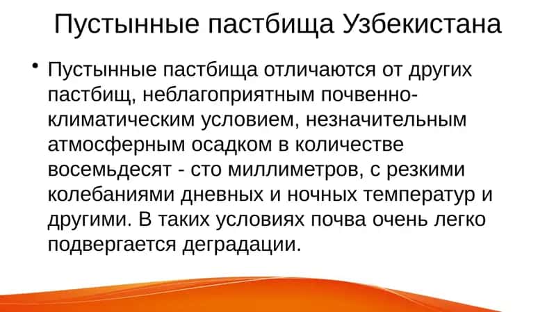 Пустынные пастбища Узбекистана 1