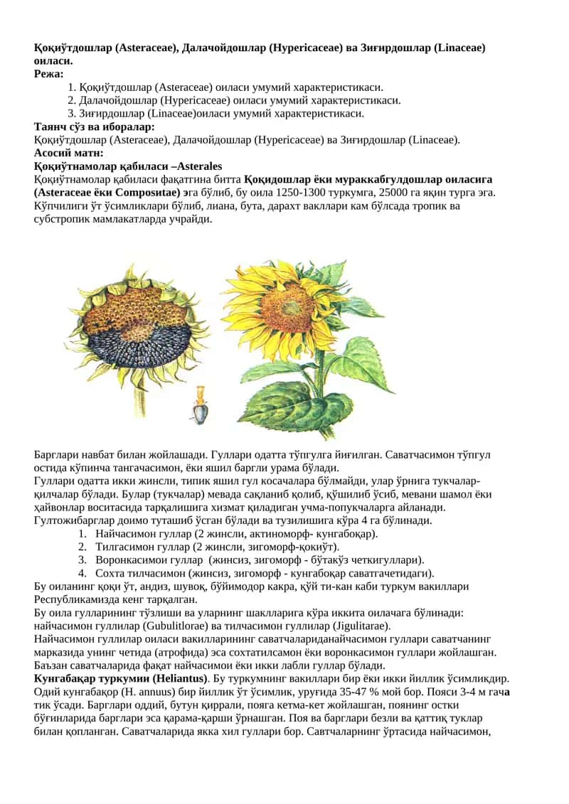 Қоқиўтдошлар (Asteraceae) 1