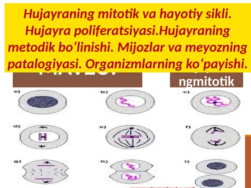 Hujayraning mitotik va hayotiy sikli 1