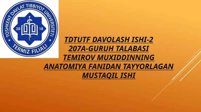 Yon qorincha variant anatomiyasi klinik ahamiyati 1