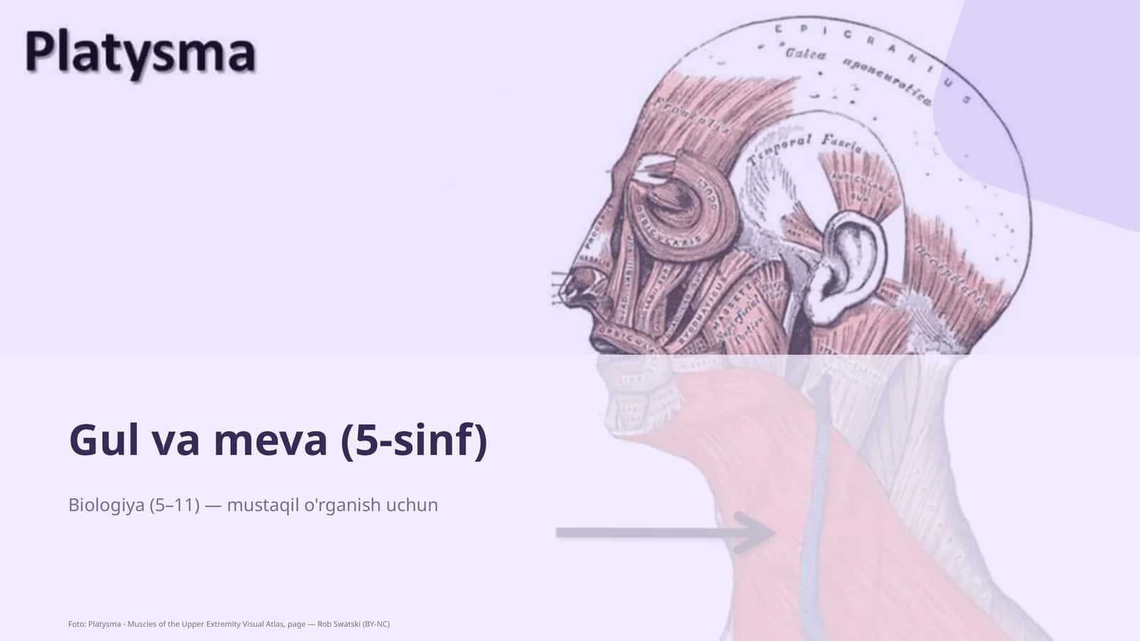 Gul va meva (5-sinf) 1