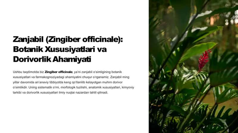 Zanjabil-Zingiber-officinale-Botanik-Xususiyatlari-va-Dorivorlik-Ahamiyati 1