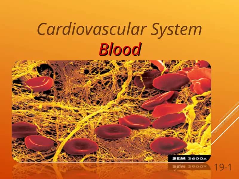 Cardiovascular System, blood 1