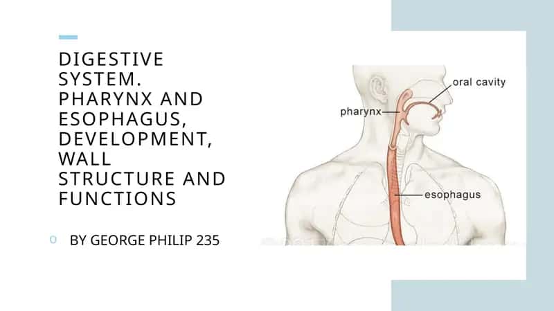 Digestive system. Pharynx and esophagus, development, wall structureandfunction 1