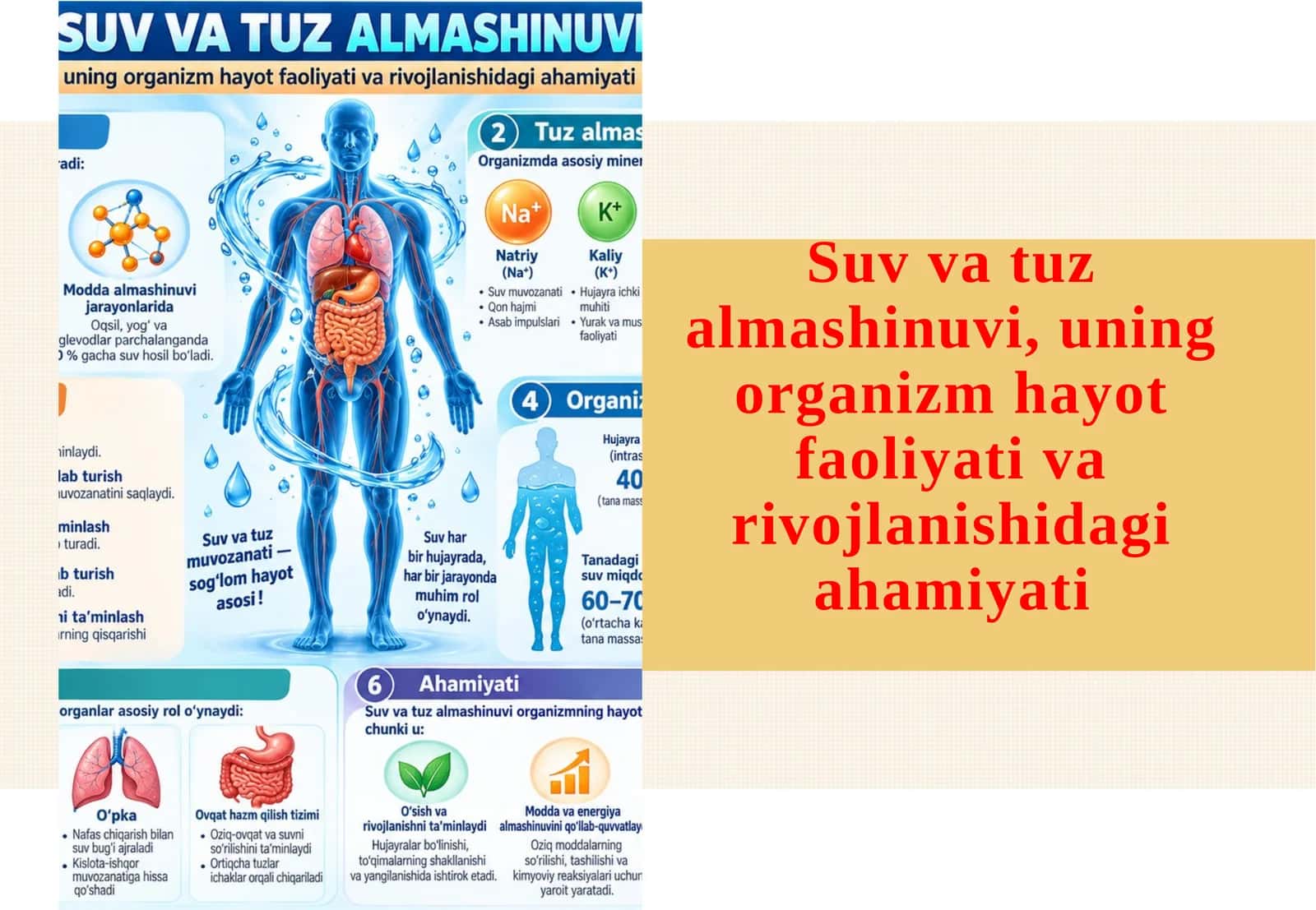 Suv va tuz almashinuvi, uning organizm hayot faoliyati va rivojlanishidagi ahamiyati 1