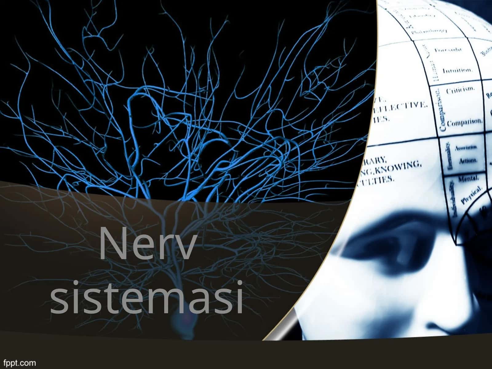 Nerv sistemasi 1