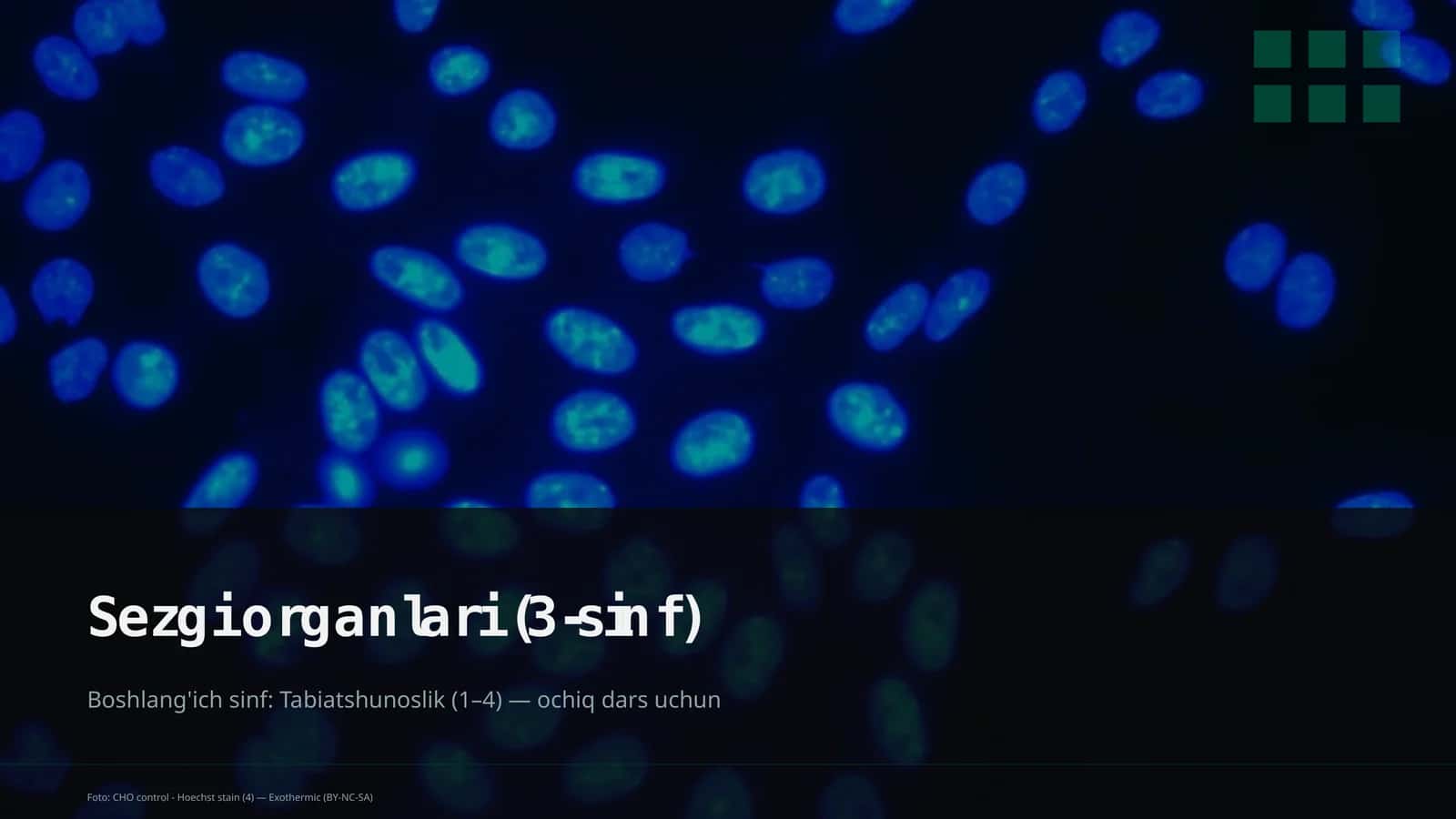 Sezgi Organlari (3-sinf) 1