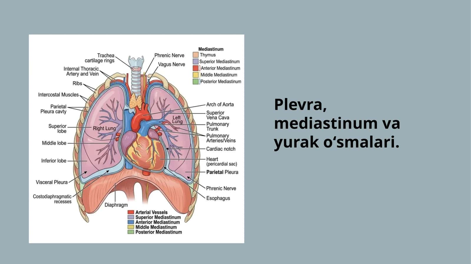 Plevra, mediastinum va yurak o‘smalari — 18 slaydli taqdimot 1