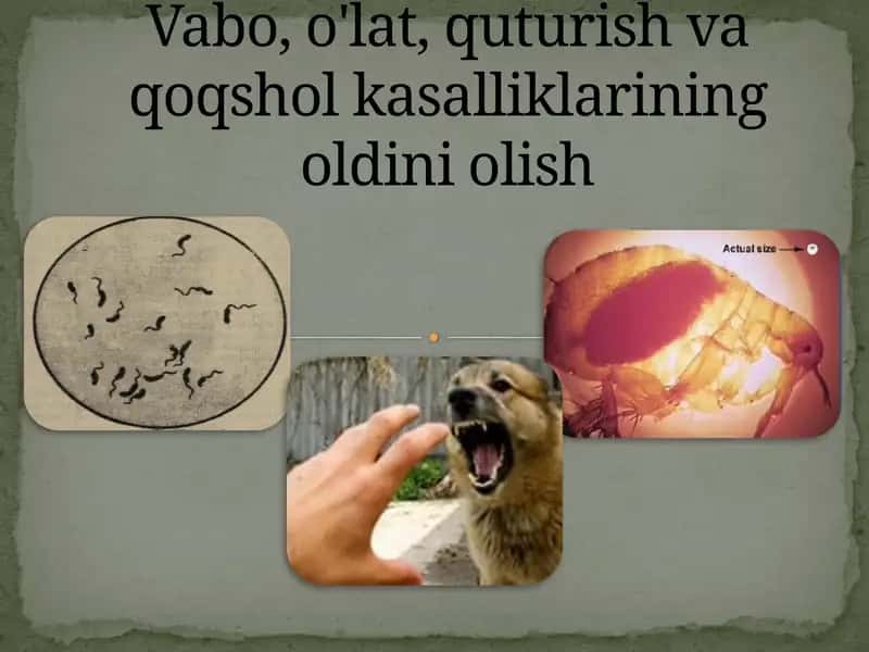 Vabo 1