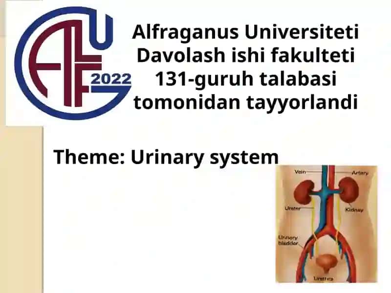 Urinary system