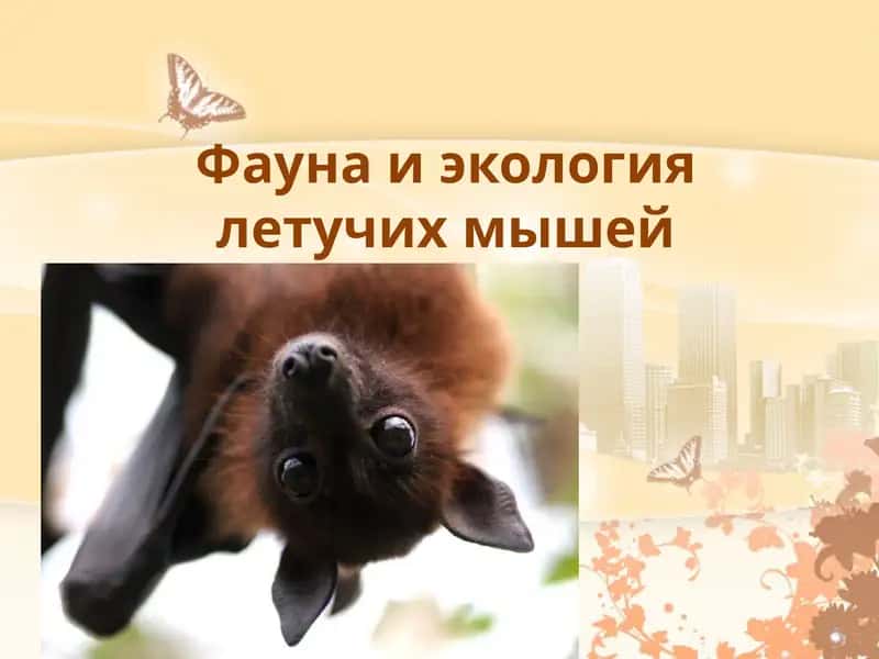 Фауна и экология летучих мышей 1