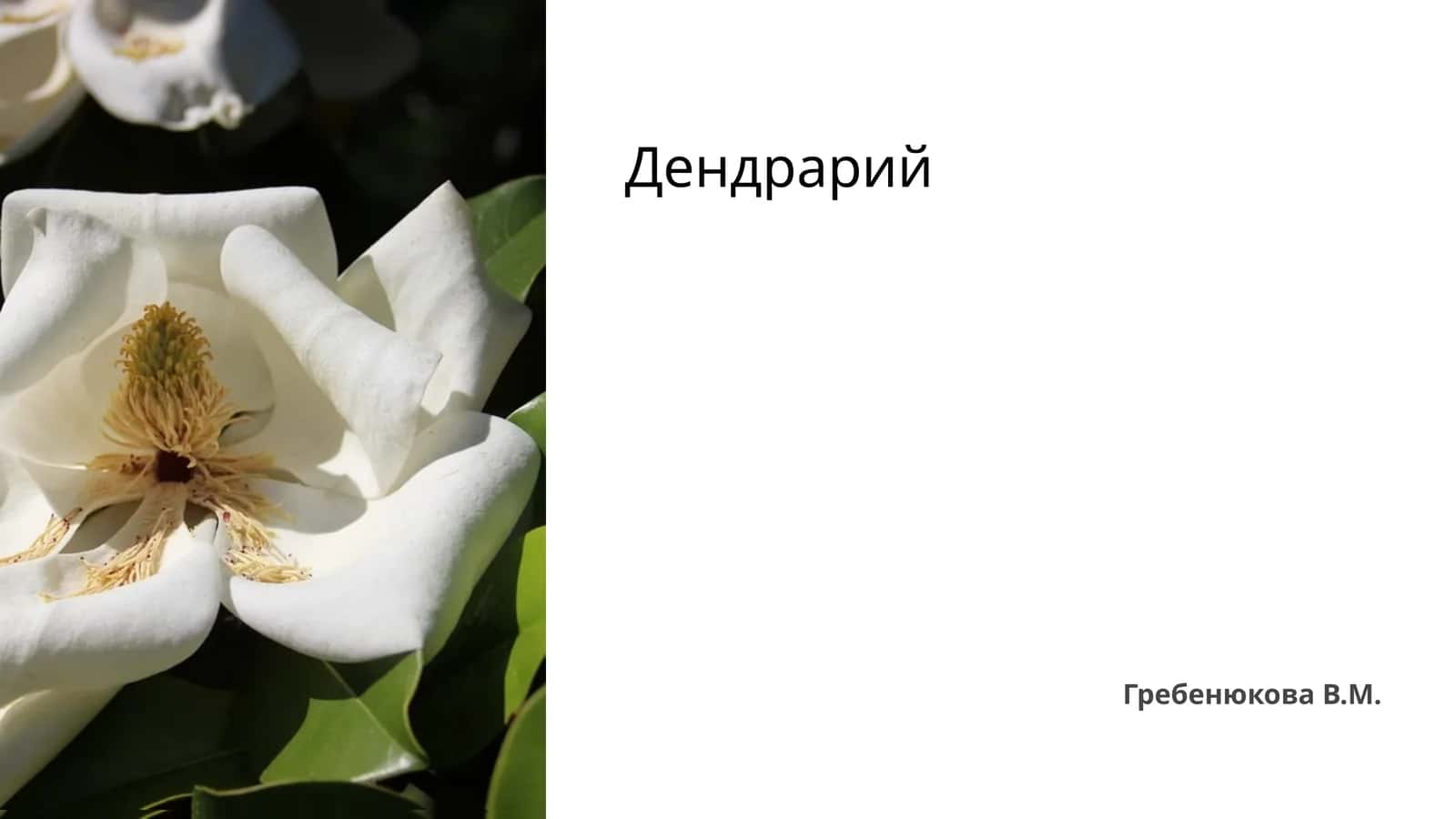 Дендрарий 1