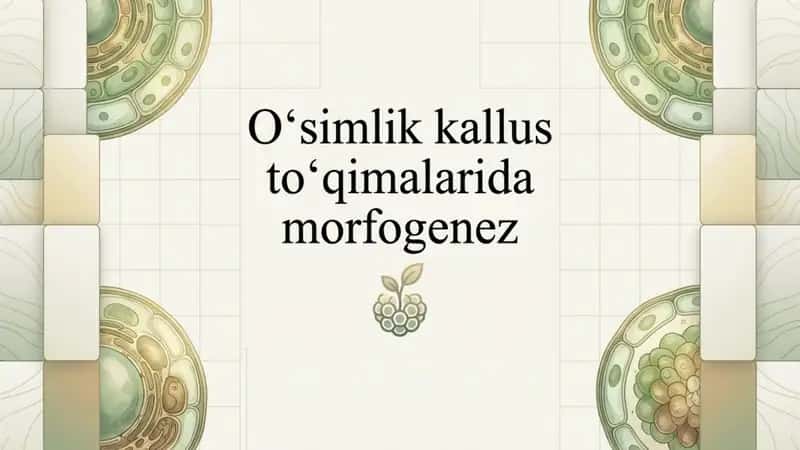 Oʻsimliklar kallus toʻqimalarida morfogenez 1
