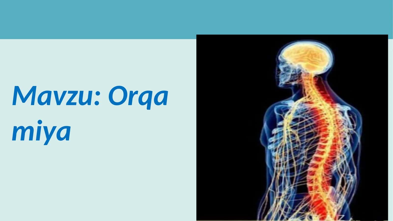Orqa miya 1