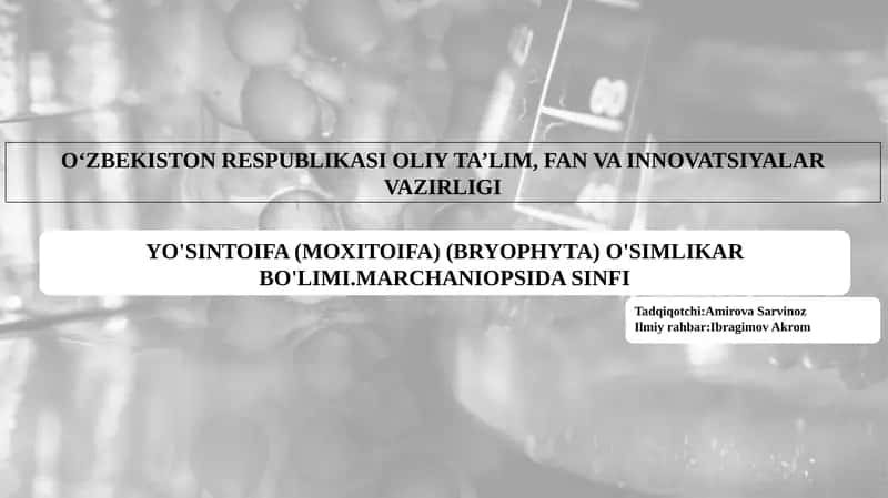YO'SINTOIFA (MOXITOIFA) (BRYOPHYTA) O'SIMLIKAR BO'LIMI 1