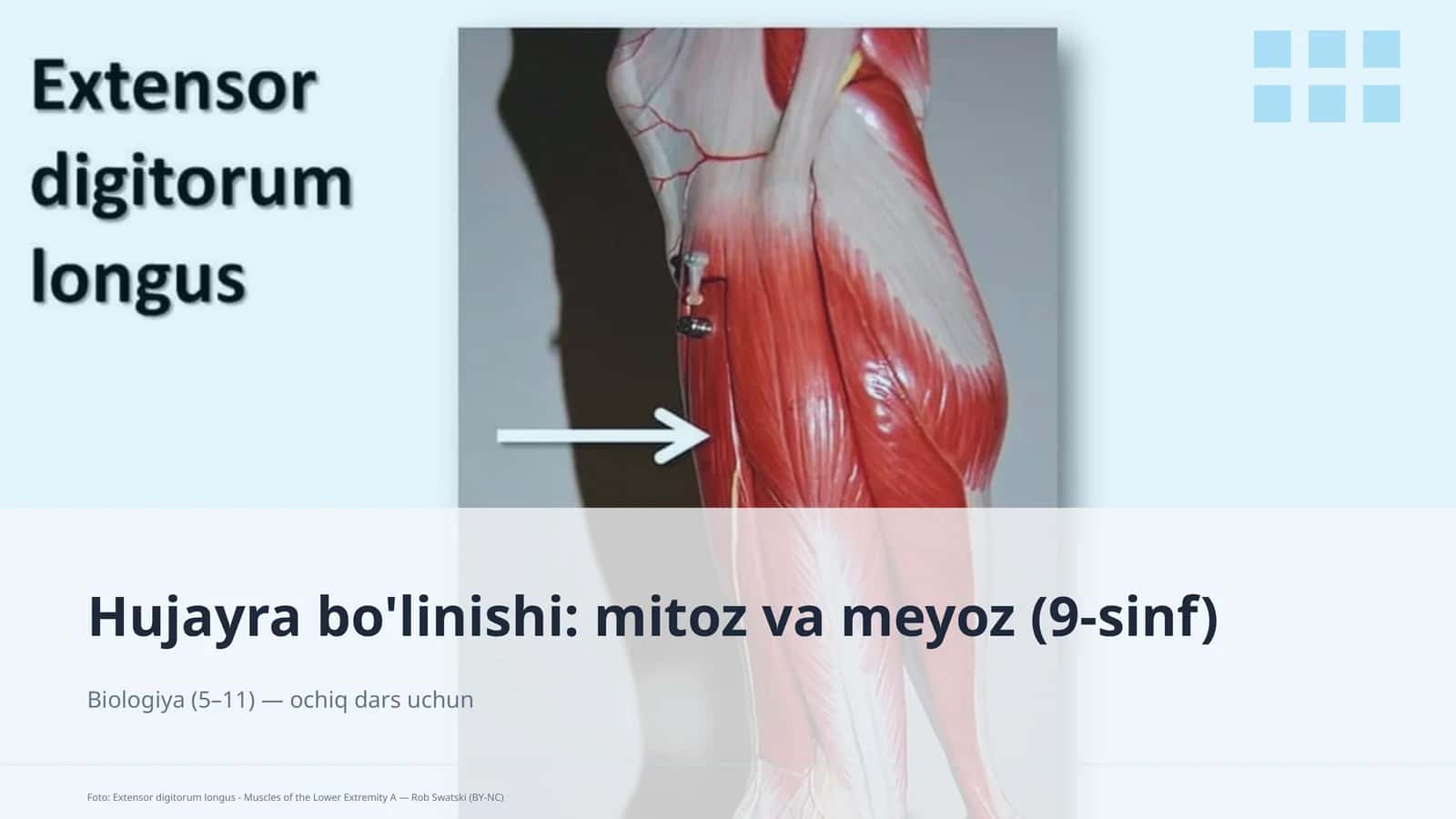 Hujayra bo'linishi: mitoz va meyoz (9-sinf) 1