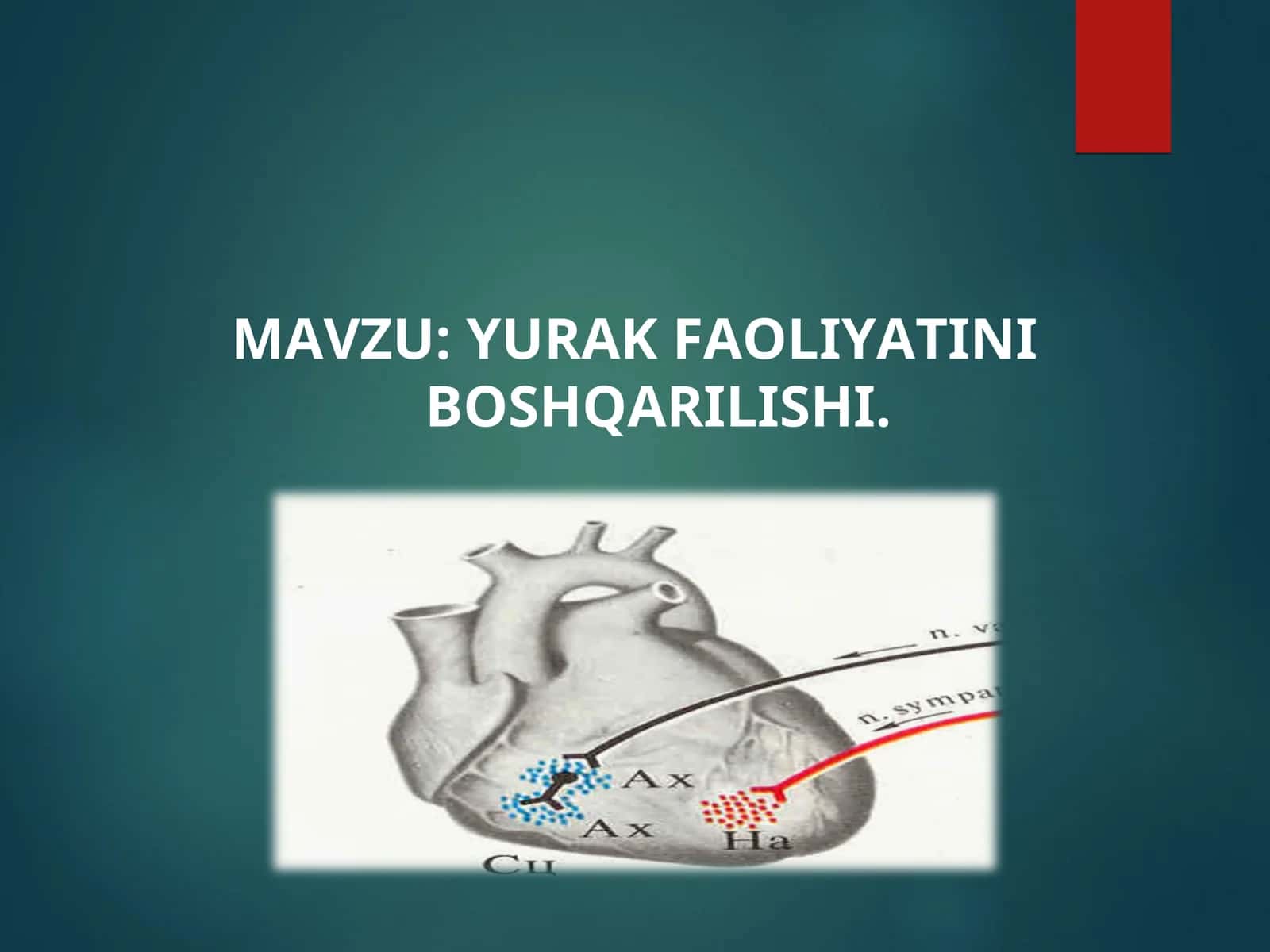 MAVZU: YURAK FAOLIYATINI BOSHQARILISHI 1
