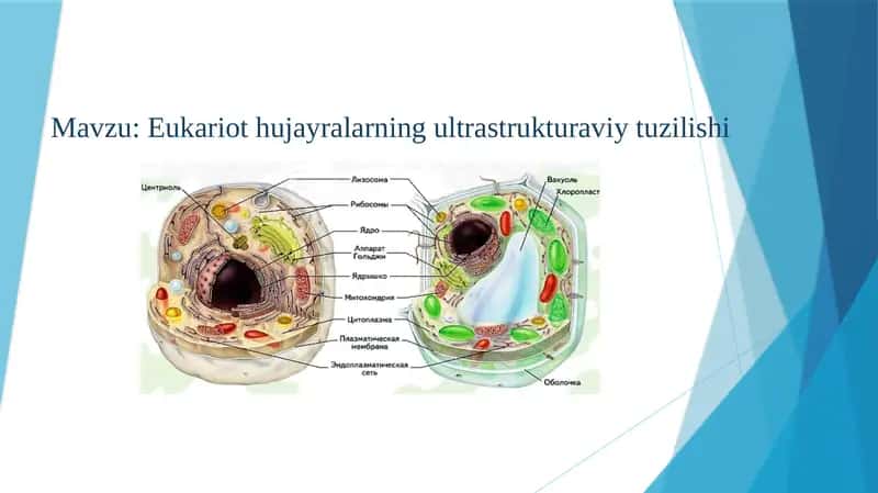 Eukariothujayralarning ultrastrukturaviy tuzilishi 1