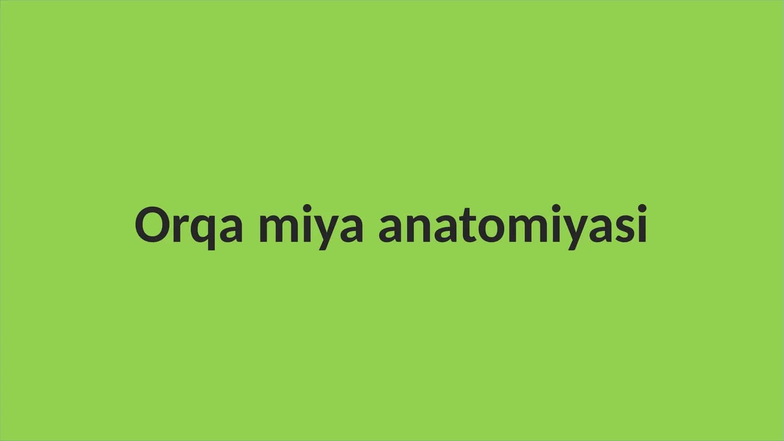 Orqa miya anatomiyasi 1